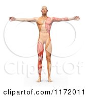 Poster, Art Print Of 3d Vitruvian Man With Exposed Leg And Arm Muscles