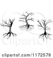 Poster, Art Print Of Silhouetted Dead Trees And Roots