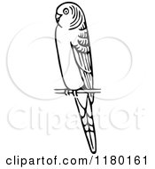 Poster, Art Print Of Black And White Budgie Bird