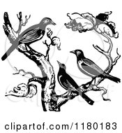 Clipart Of A Retro Vintage Black And White Trio Of Birds In A Tree Royalty Free Vector Illustration