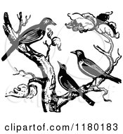 Poster, Art Print Of Retro Vintage Black And White Trio Of Birds In A Tree