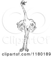 Clipart Of A Black And White Ostrich Royalty Free Vector Illustration