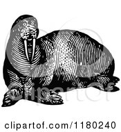 Clipart Of A Retro Vintage Black And White Walrus Royalty Free Vector Illustration