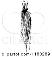 Clipart Of A Retro Vintage Black And White Asparagus Root Royalty Free Vector Illustration