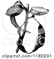Clipart Of A Retro Vintage Black And White Almond Plant Royalty Free Vector Illustration