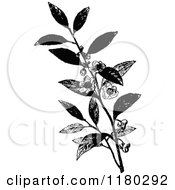 Poster, Art Print Of Retro Vintage Black And White Tea Plant