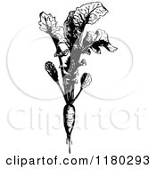 Clipart Of A Retro Vintage Black And White Radish Plant Royalty Free Vector Illustration