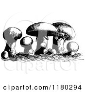 Clipart Of Retro Vintage Black And White Mushrooms Royalty Free Vector Illustration by Prawny Vintage