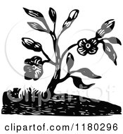 Poster, Art Print Of Retro Vintage Black And White Flowering Plant