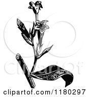 Poster, Art Print Of Retro Vintage Black And White Flowering Plant 3