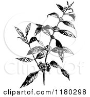 Poster, Art Print Of Retro Vintage Black And White Coffee Plant