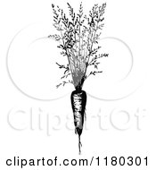 Poster, Art Print Of Retro Vintage Black And White Carrot Plant