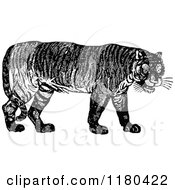 Clipart Of A Retro Vintage Black And White Tiger Royalty Free Vector Illustration by Prawny Vintage