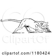 Clipart Of A Retro Vintage Black And White Wildcat Royalty Free Vector Illustration