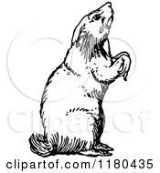 Clipart Of A Retro Vintage Black And White Porcupine Royalty Free Vector Illustration