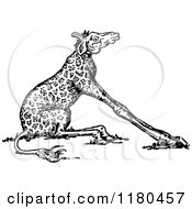 Poster, Art Print Of Retro Vintage Black And White Short Neck Giraffe