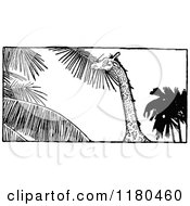 Poster, Art Print Of Retro Vintage Black And White Giraffe Eating Leaves
