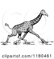 Poster, Art Print Of Retro Vintage Black And White Giraffe Walking
