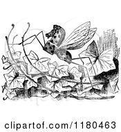 Clipart Of A Retro Vintage Black And White Rocking Horse Fly On Ivy Royalty Free Vector Illustration by Prawny Vintage
