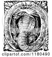 Poster, Art Print Of Retro Vintage Black And White Letter O And Cobra