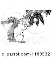 Clipart Of A Retro Vintage Black And White Squirrel Gathering Food Royalty Free Vector Illustration