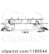 Clipart Of Retro Vintage Black And White Pigeons And Eggs Royalty Free Vector Illustration