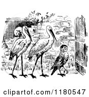Poster, Art Print Of Retro Vintage Black And White Owl And Storks