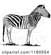Clipart Of A Retro Vintage Black And White Zebra Royalty Free Vector Illustration