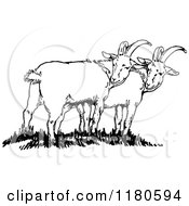 Poster, Art Print Of Retro Vintage Black And White Goats