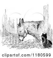 Poster, Art Print Of Retro Vintage Black And White Cat And Donkey