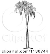 Poster, Art Print Of Retro Vintage Black And White Palm Trees
