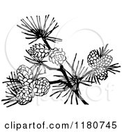 Clipart Of A Retro Vintage Black And White Branch With Pinecones Royalty Free Vector Illustration by Prawny Vintage
