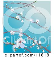 White Cherry Blossoms And Buds On Tree Branches In Spring
