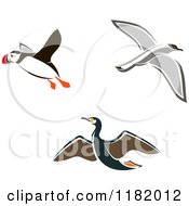 Flying Puffin Albatross And Petrel Birds