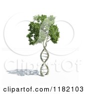 3d Dna Tree And Shadow On White