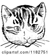 Poster, Art Print Of Black And White Cat Face