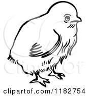 Poster, Art Print Of Black And White Chick