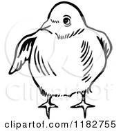 Clipart Of A Black And White Chick 2 Royalty Free Vector Illustration