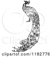 Clipart Of A Black And White Peacock Royalty Free Vector Illustration by Prawny