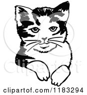 Poster, Art Print Of Black And White Cat