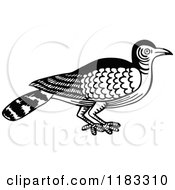 Clipart Of A Black And White Nightingale Bird Royalty Free Vector Illustration