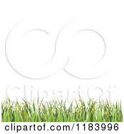 Poster, Art Print Of Background Of White Copyspace With Grass And Spring Flowers
