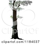 Poster, Art Print Of Tall Deciduous Tree