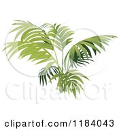 Poster, Art Print Of Fern Or Palm Plant