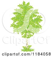 Poster, Art Print Of Birch Tree With Green Foliage