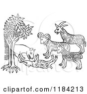 Poster, Art Print Of Black And White Wolf And Goats