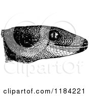 Poster, Art Print Of Retro Vintage Black And White Gecko Head