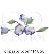Pretty Purple And White Flowers by AtStockIllustration