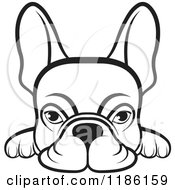 Clipart Of A Black And White Frenchie Dog Looking Over A Surface Royalty Free Vector Illustration by Lal Perera