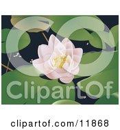Poster, Art Print Of Waterlily Lotus Flower And Lily Pads